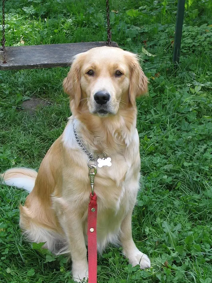 Photographie : golden retriever assis dans l’herbe