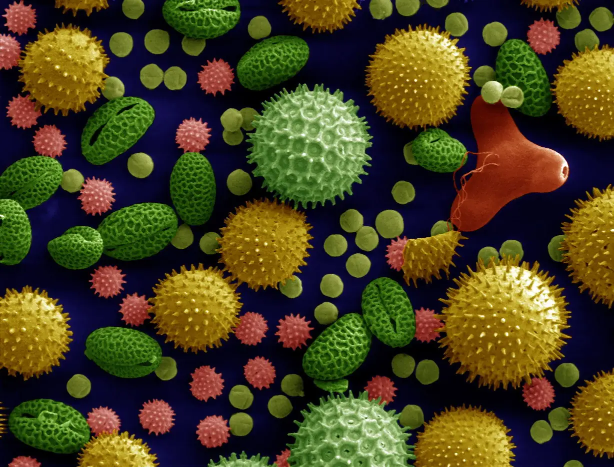 Photographie : grains de pollen au microscope électronique, colorisés